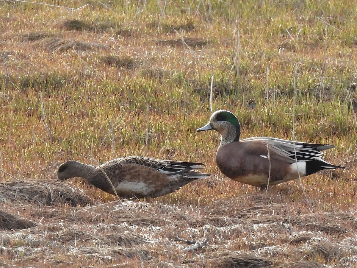 American Wigeon - ML642167381