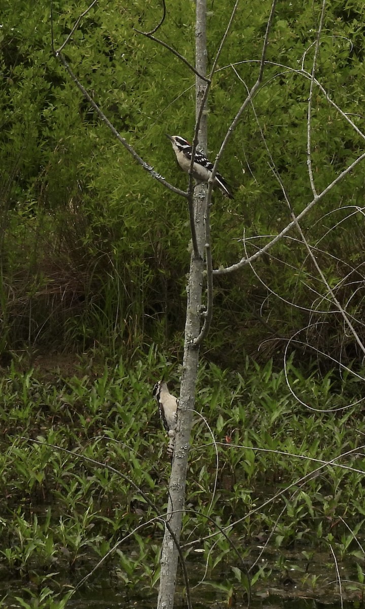 Downy Woodpecker - ML642167382