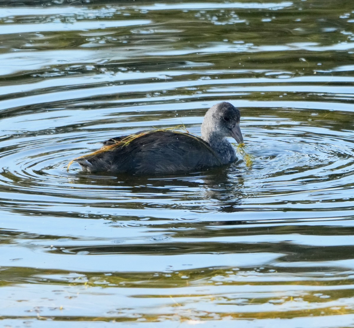 American Coot - ML642167384