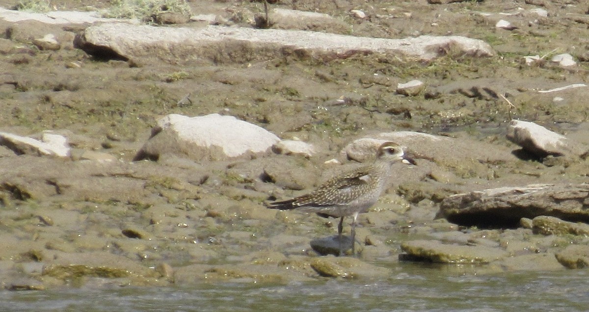 American Golden-Plover - ML642167385