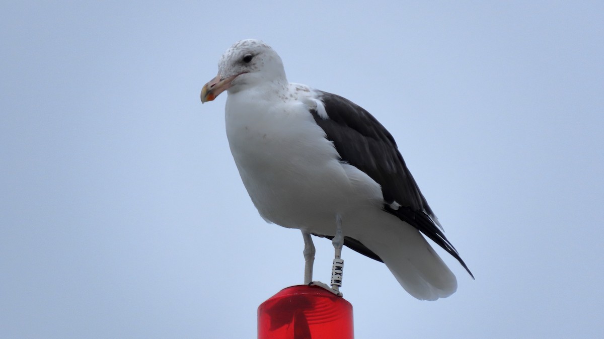 Kelp Gull - ML642167393