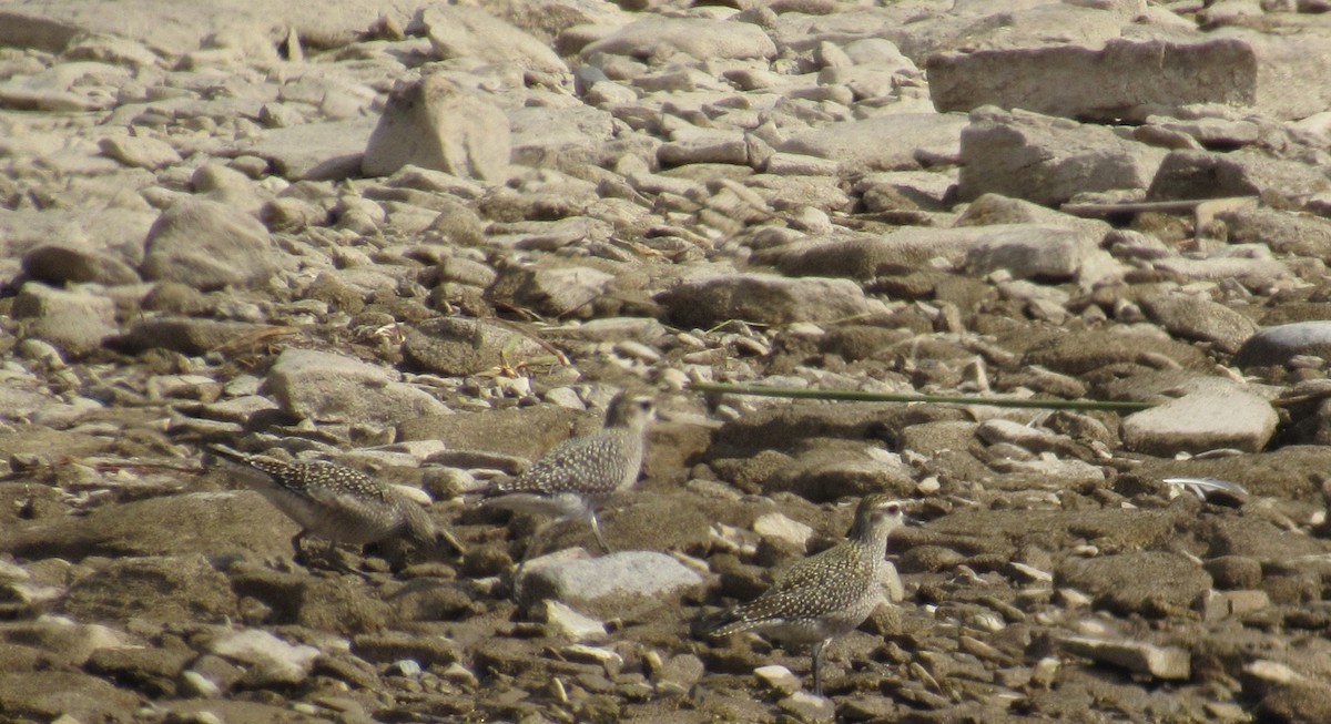American Golden-Plover - ML642167394