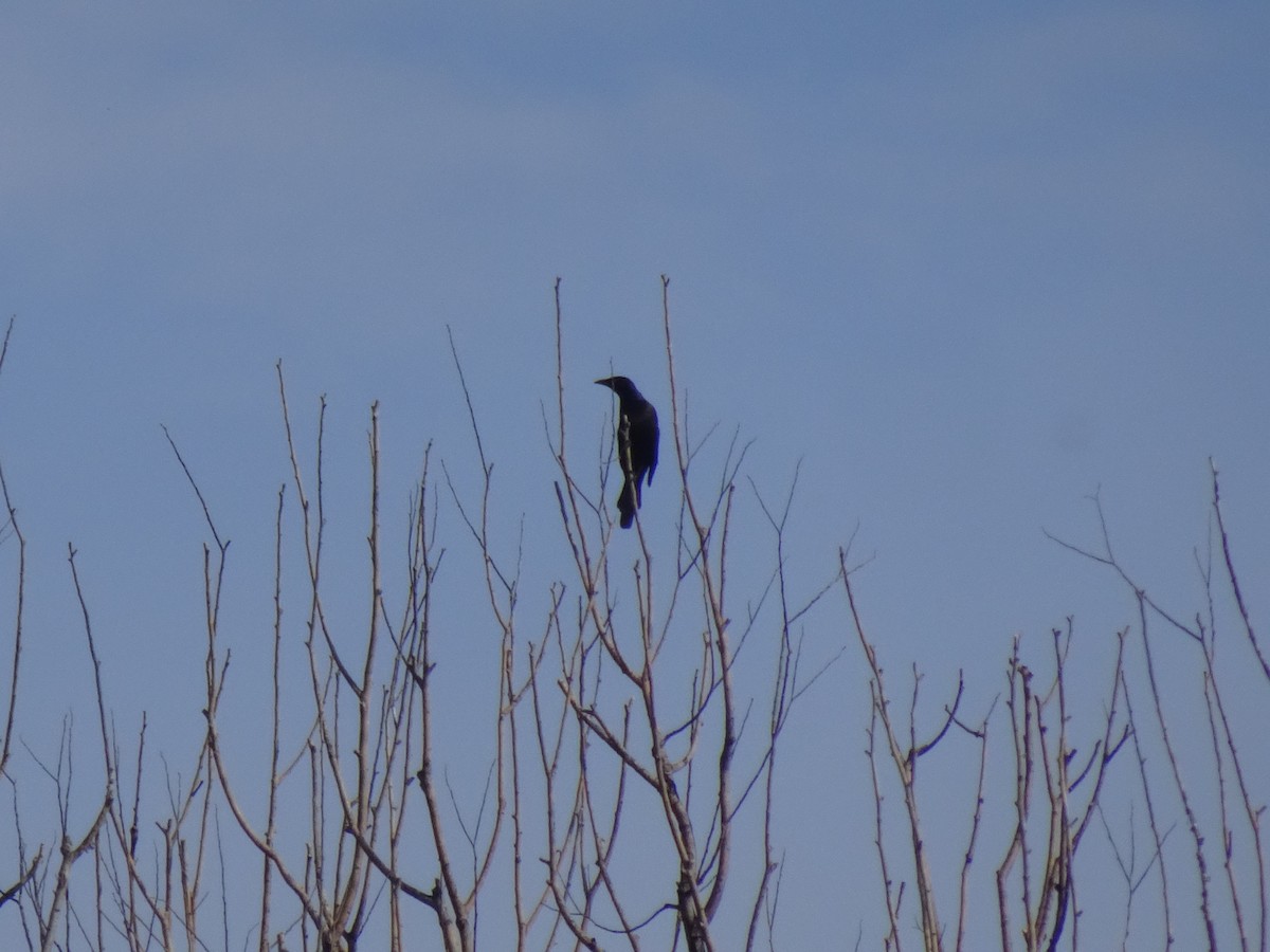 Common Grackle - ML642167398