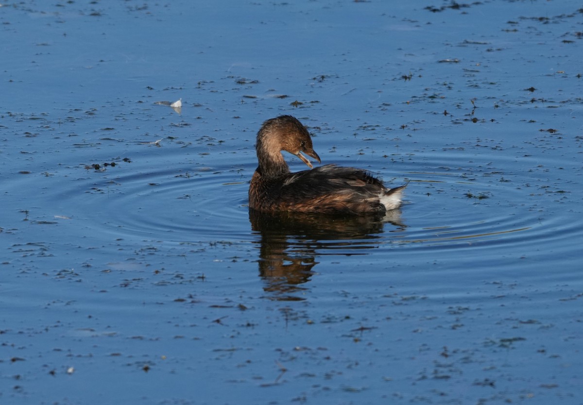 Pied-billed Grebe - ML642167399