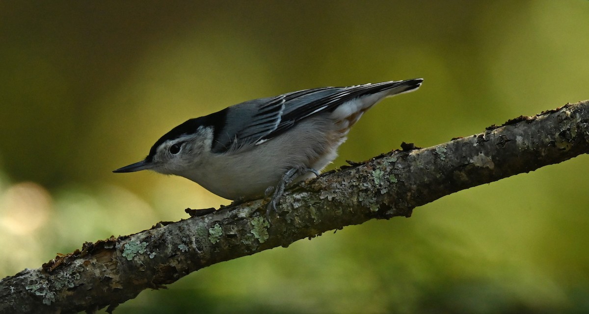 White-breasted Nuthatch - ML642167400