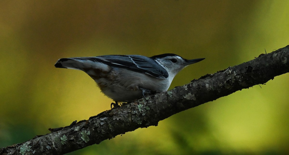 White-breasted Nuthatch - ML642167401