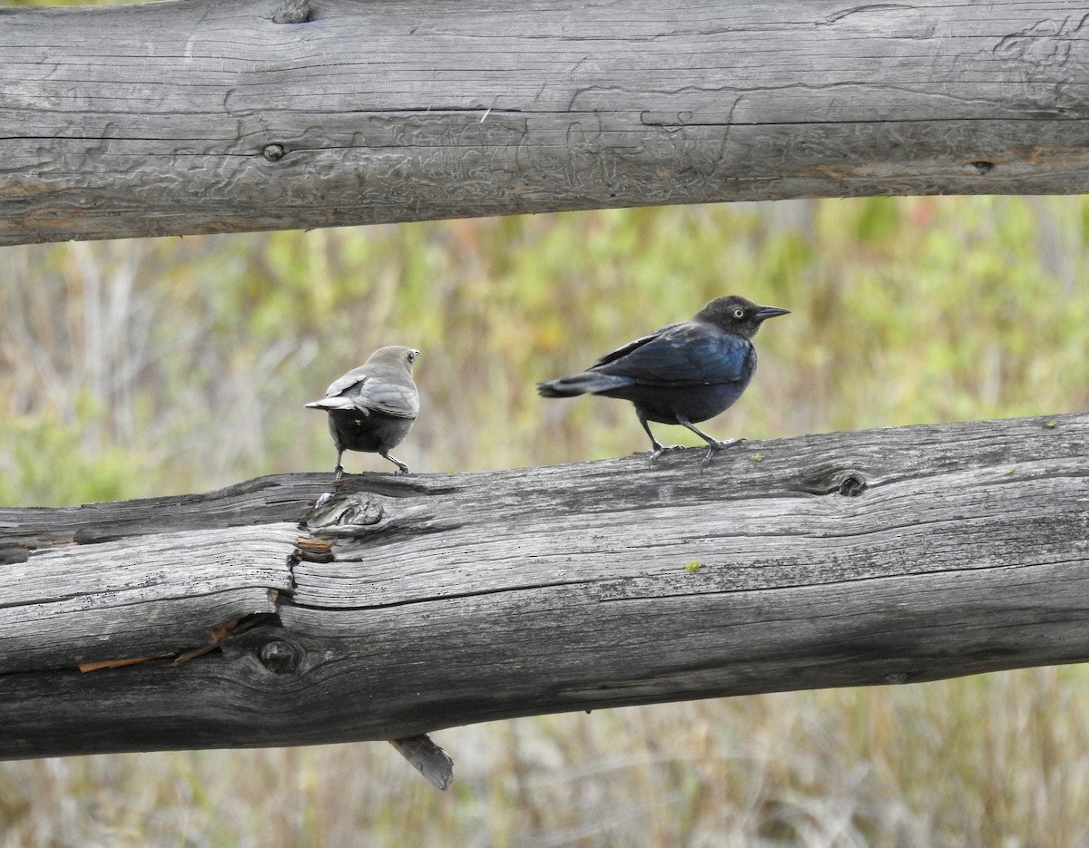 Brewer's Blackbird - ML642167402