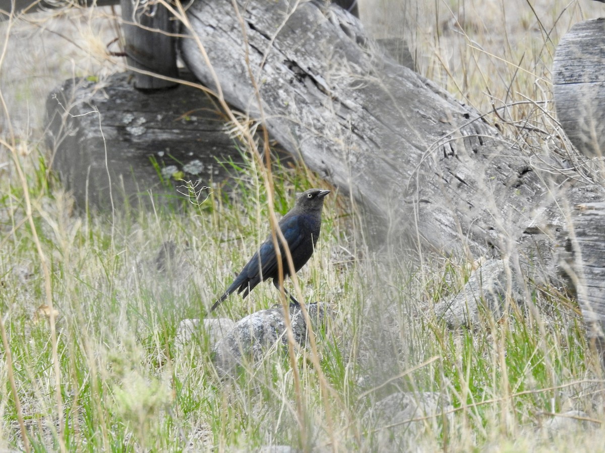 Brewer's Blackbird - ML642167406