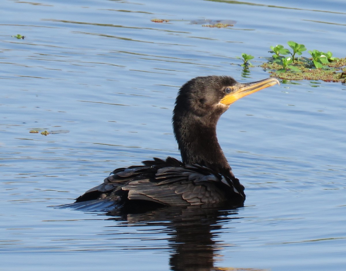 Neotropic Cormorant - ML642167411
