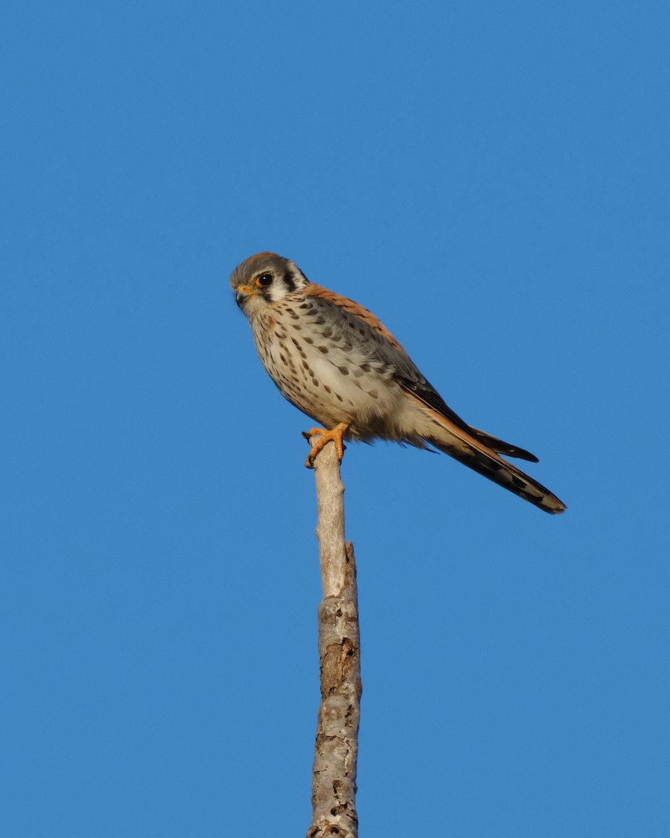 American Kestrel - ML642167412