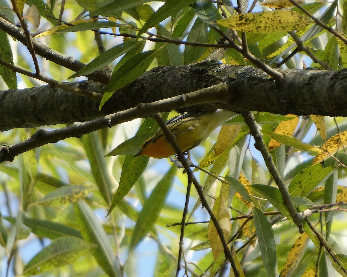 Blackburnian Warbler - ML642167413