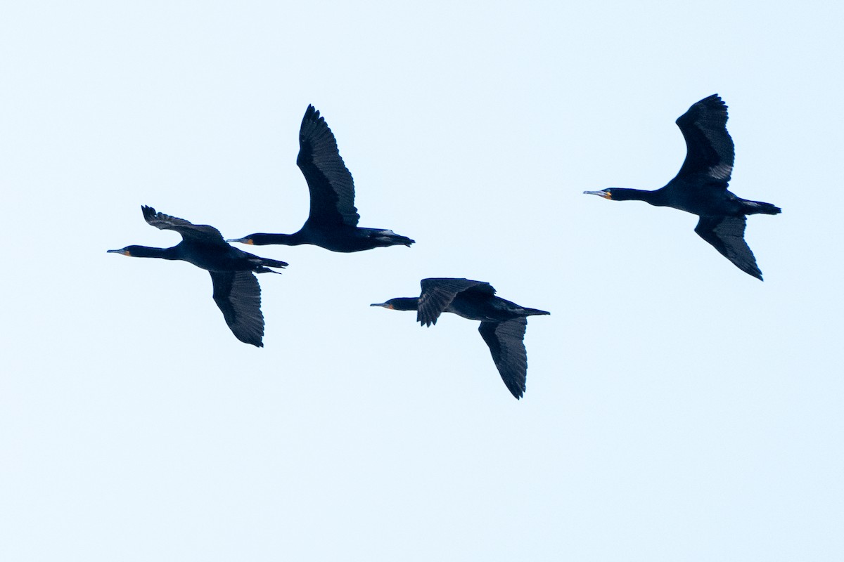 Cape Cormorant - ML642167414