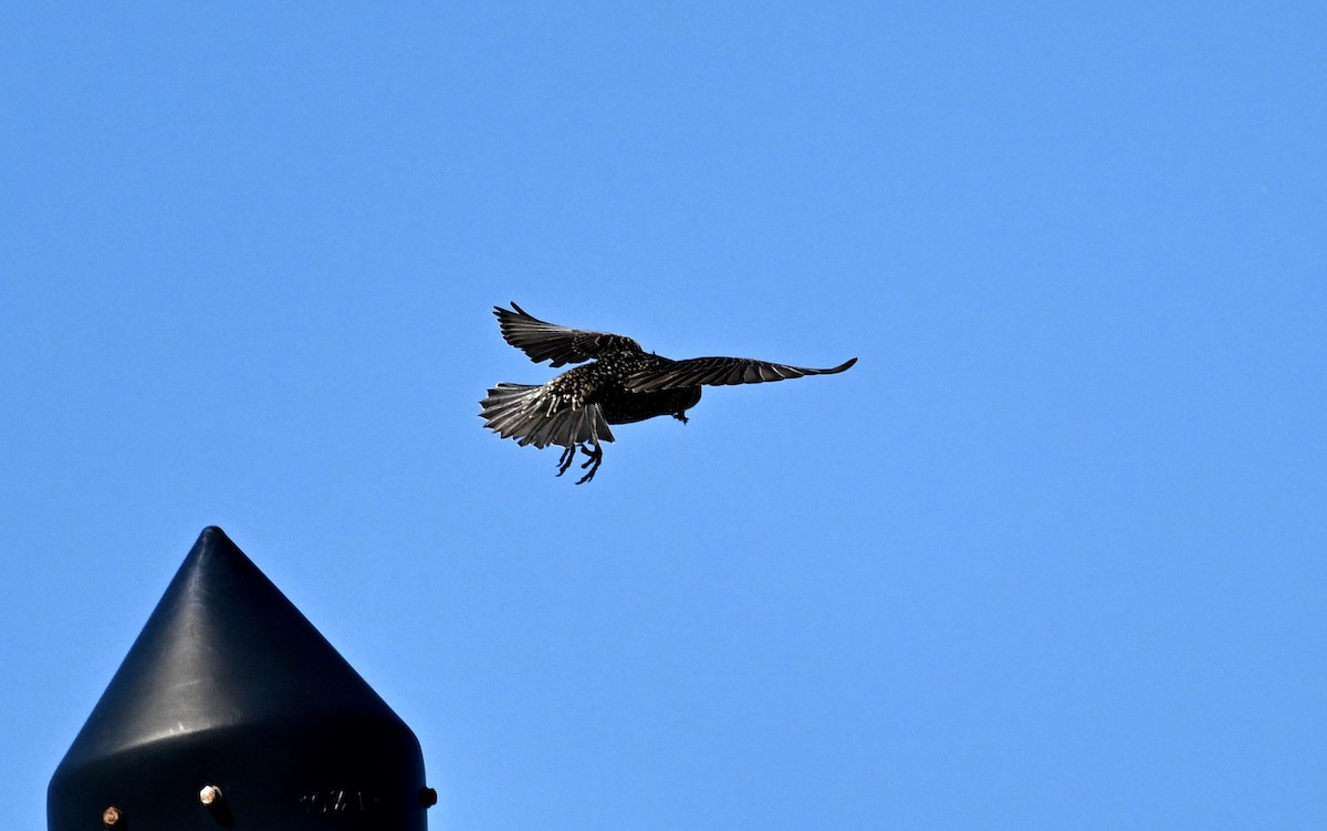 European Starling - ML642167416