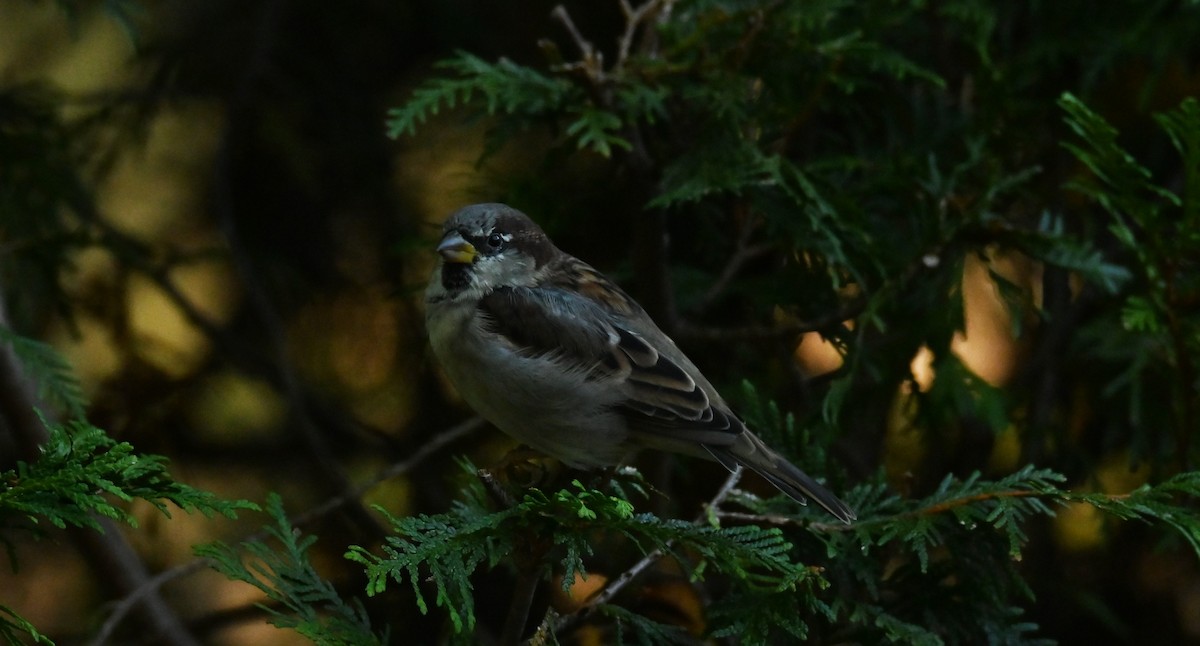 House Sparrow - ML642167417