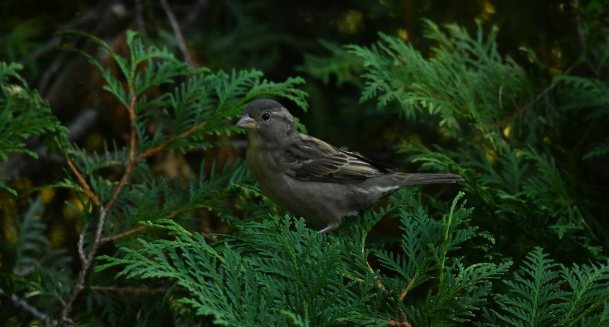 House Sparrow - ML642167418