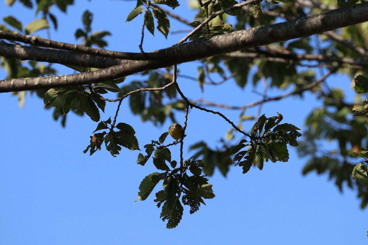 Nashville Warbler - ML642167423