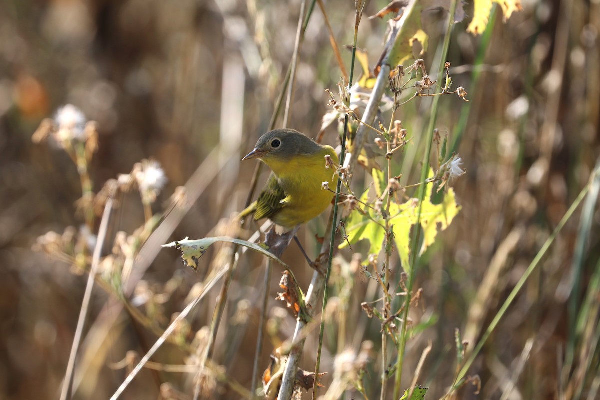 Nashville Warbler - ML642167424