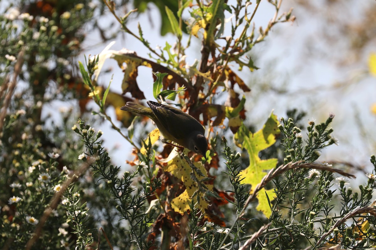 Nashville Warbler - ML642167425