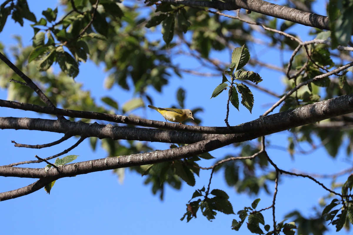 Nashville Warbler - ML642167426