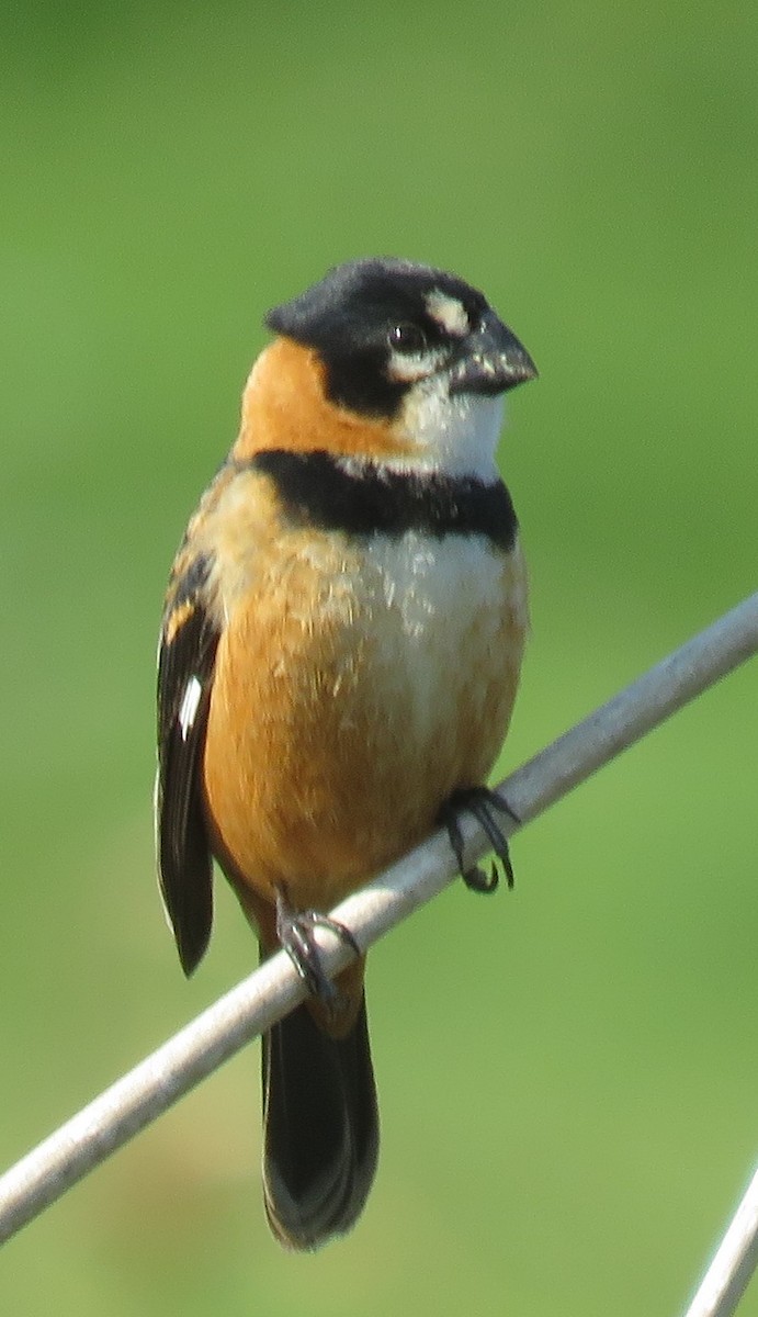 Rusty-collared Seedeater - ML642167429