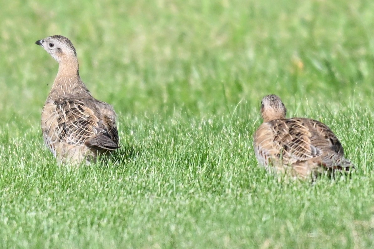 Gray Partridge - ML642167430