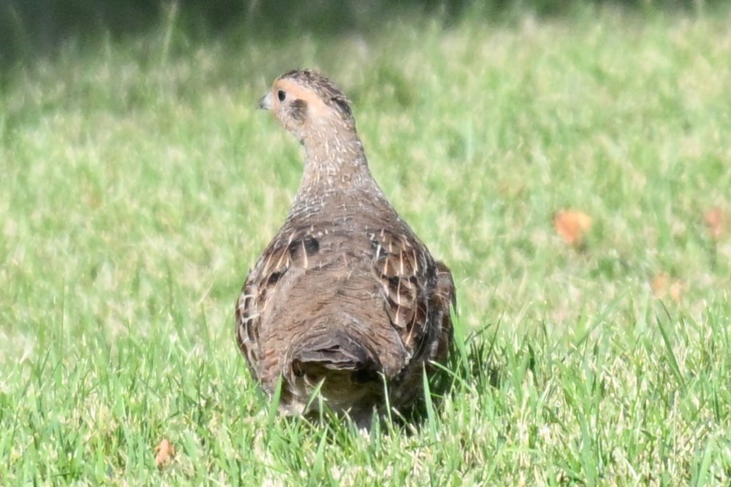 Gray Partridge - ML642167431