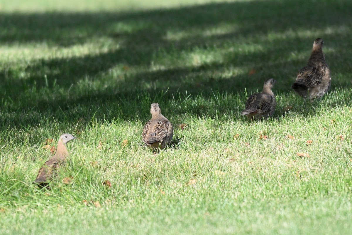 Gray Partridge - ML642167434