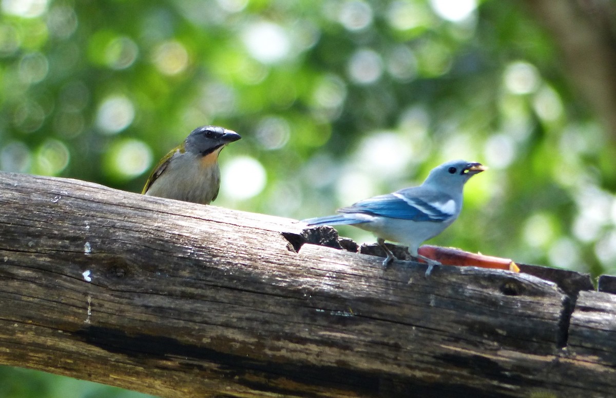Palm Tanager - ML642167436