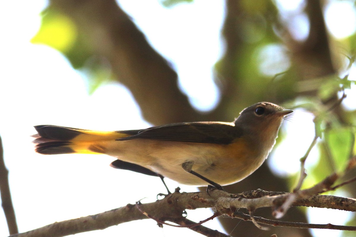 American Redstart - ML642167437