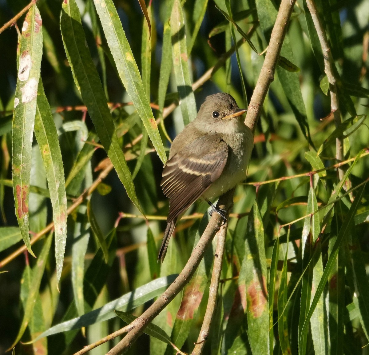 Empidonax sp. - ML642167452