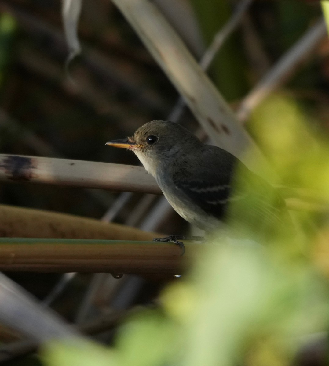 Empidonax sp. - ML642167453