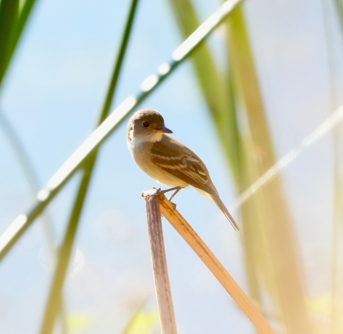 Empidonax sp. - ML642167471