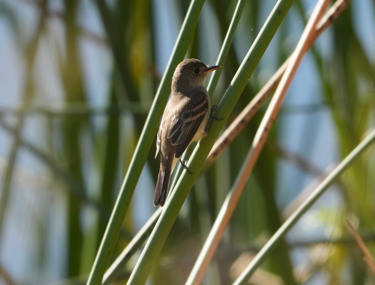 Empidonax sp. - ML642167472