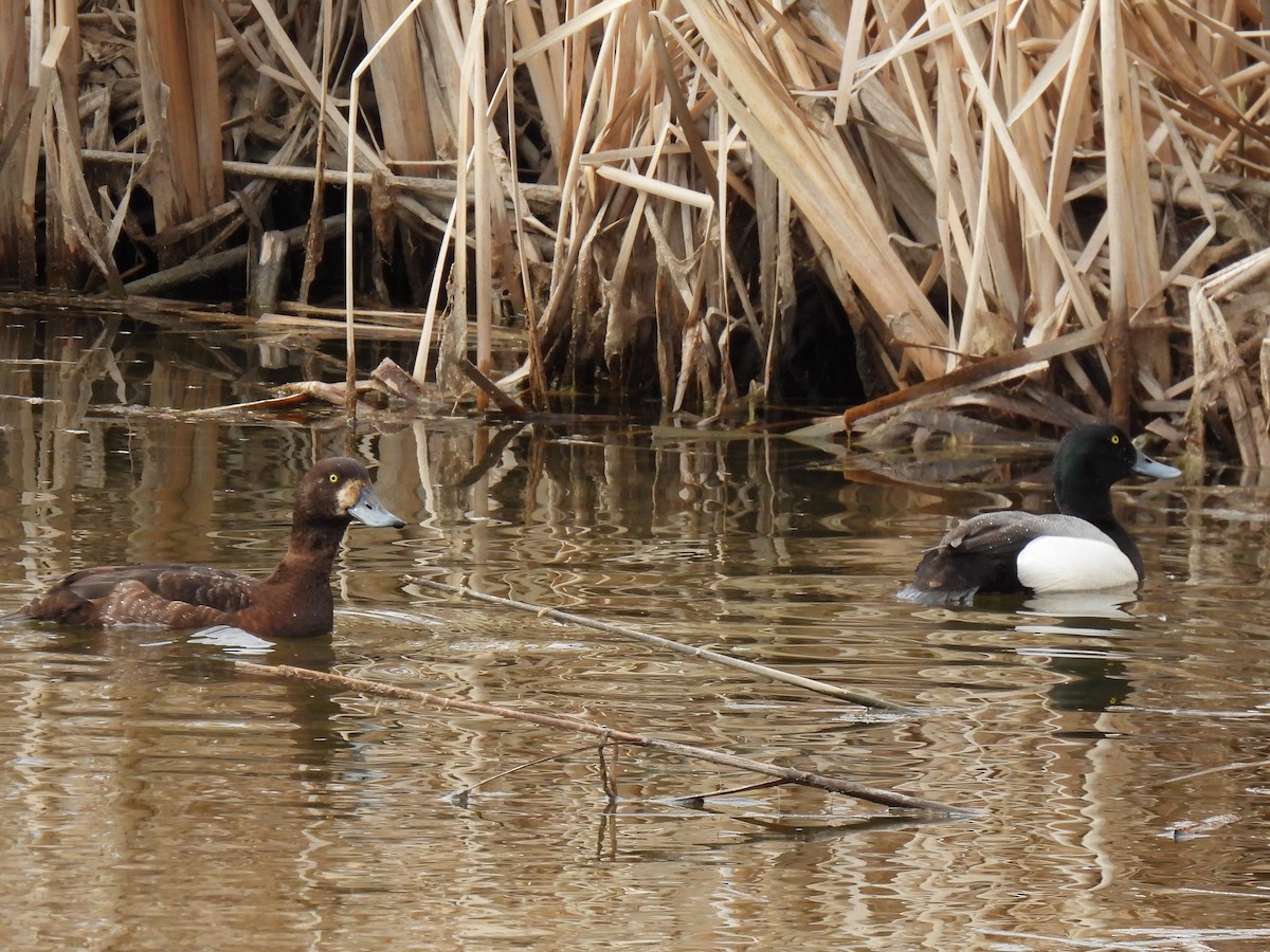 Greater Scaup - ML642167479