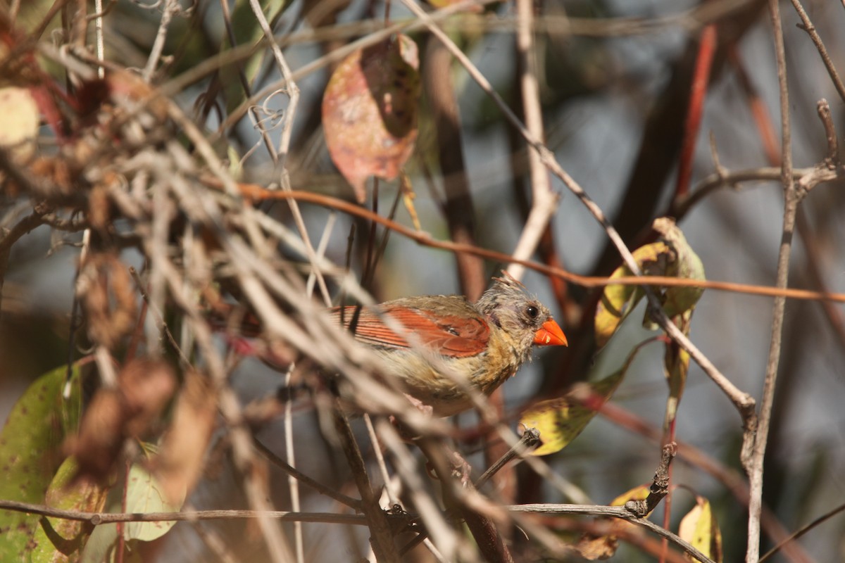 Northern Cardinal - ML642167485
