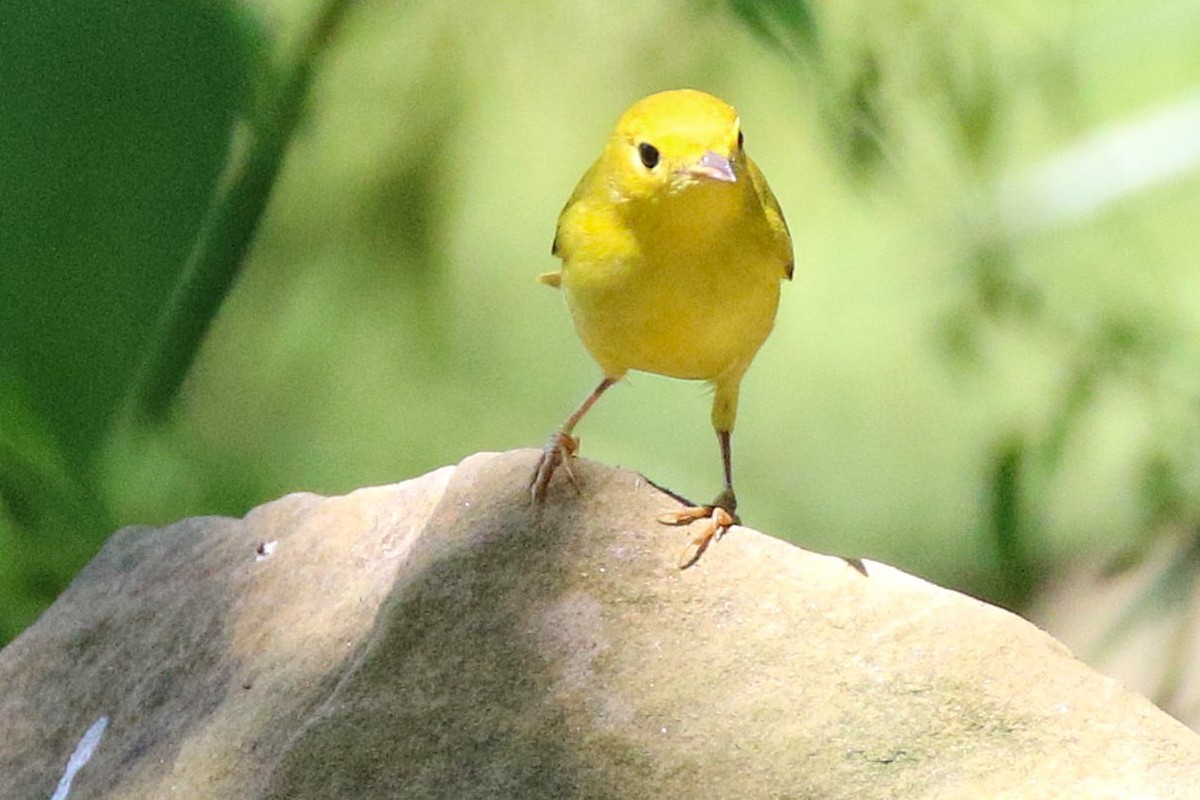 Yellow Warbler - ML642167486