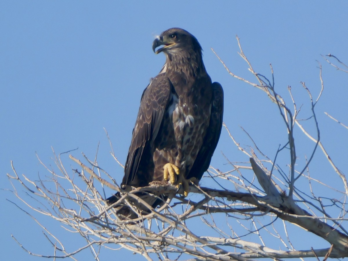 Bald Eagle - ML642167487