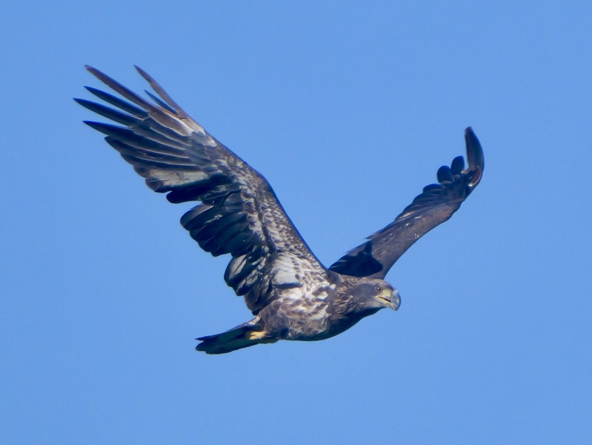 Bald Eagle - ML642167488