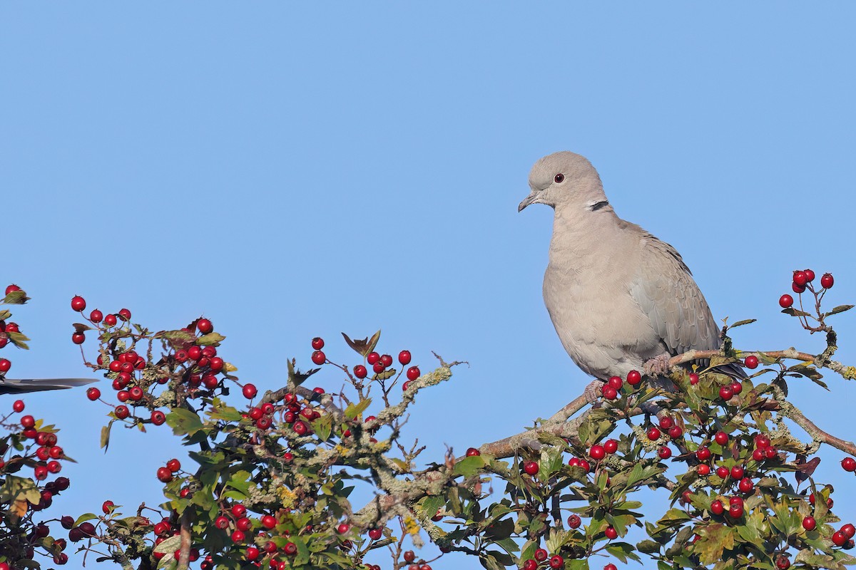 Eurasian Collared-Dove - ML642167489