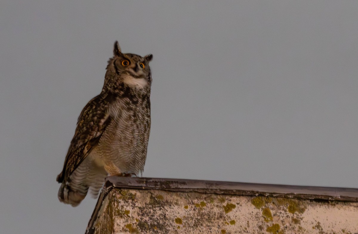 Spotted Eagle-Owl - ML642167492