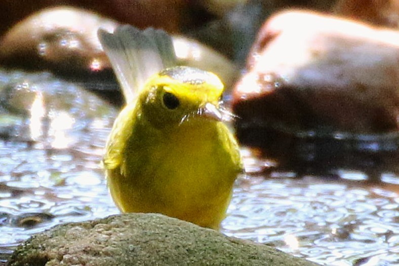 Wilson's Warbler - ML642167493