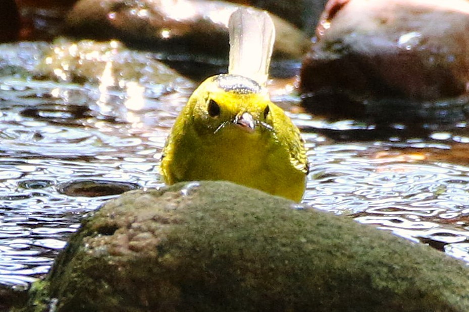 Wilson's Warbler - ML642167494