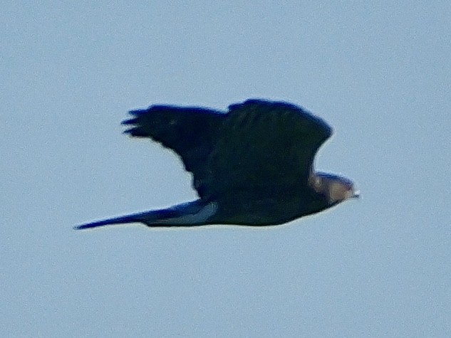 Peregrine Falcon - ML642167495