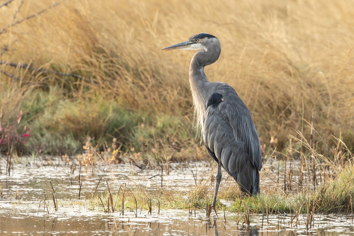 Great Blue Heron - ML642167496