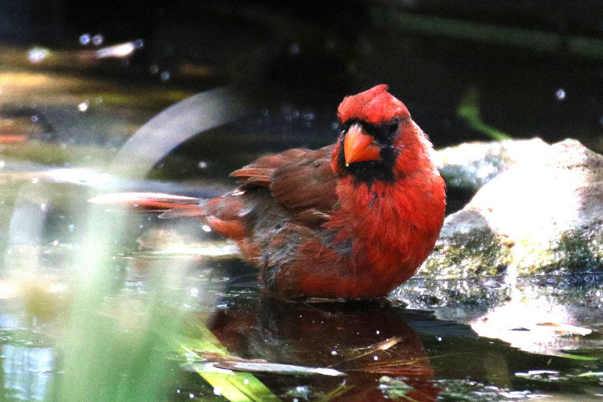 Northern Cardinal - ML642167500