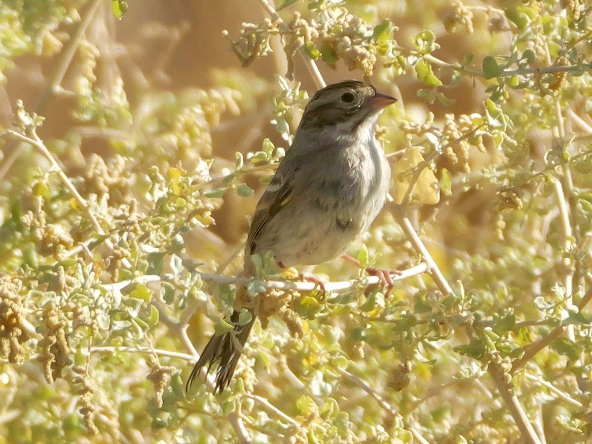 Brewer's Sparrow - ML642167502