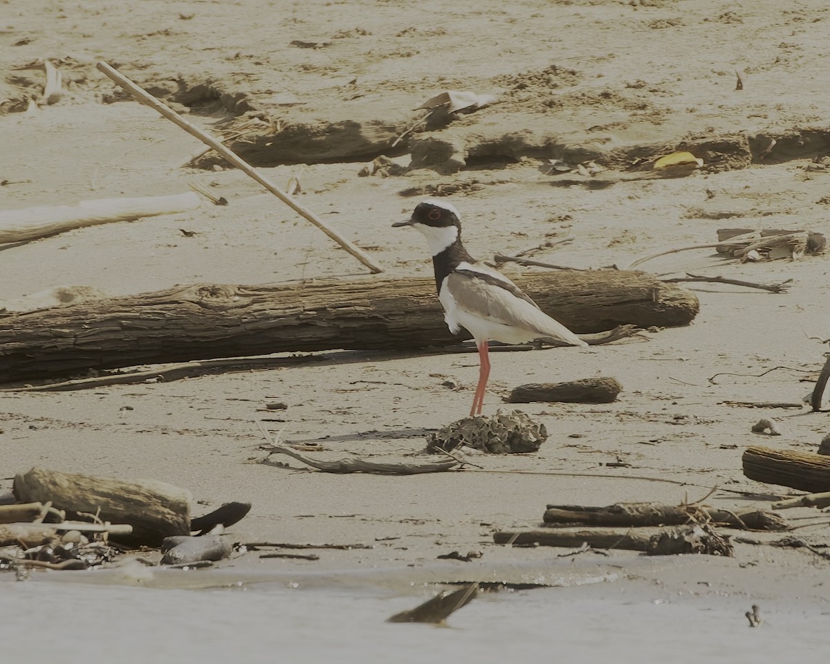 Pied Plover - ML642167503