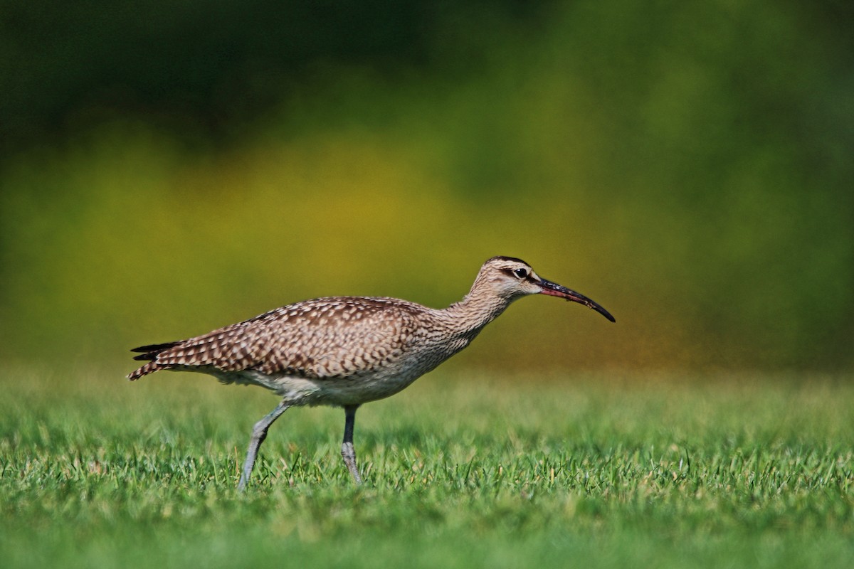 Whimbrel - ML642167504