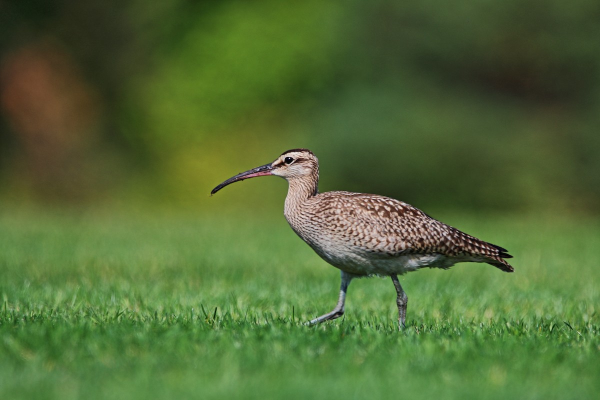 Whimbrel - ML642167505