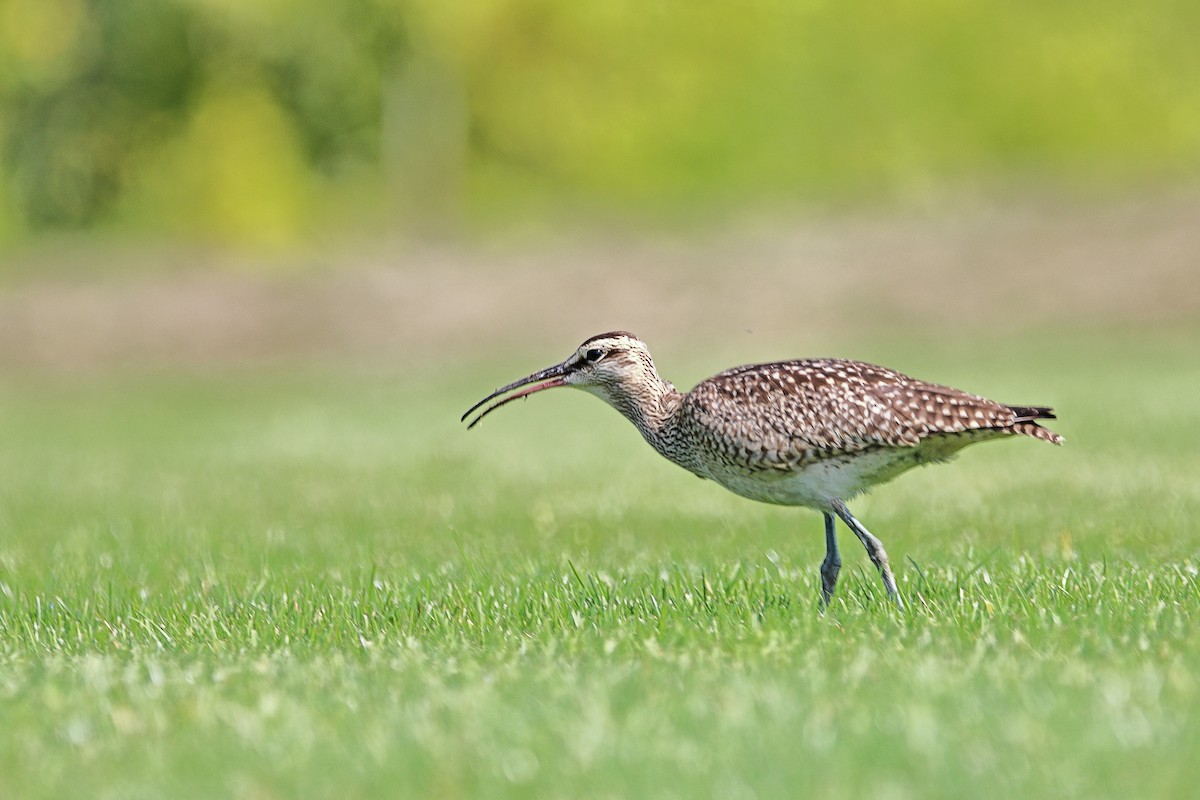 Whimbrel - ML642167506